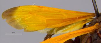Media type: image;   Entomology 17035 Aspect: Wing front